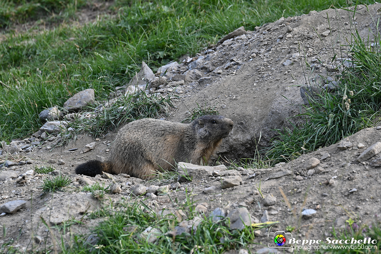 VBS_1 -  Plateau du Mont-Cenise, Grand Croix, Marmotte_-_0102 mt.jpg